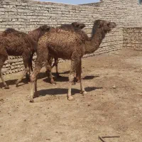 فروش انواع شتر زاییده بچه شتر