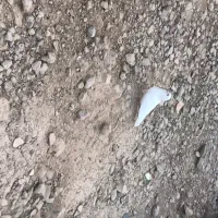 کفتر|پرنده|ایذه, |دیوار