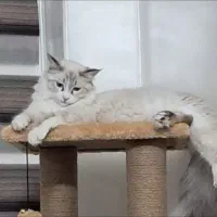 گربه گمشده.