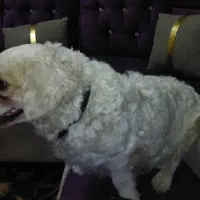 سگ پامر شیتزو|سگ|اهواز, دانشگاه چمران|دیوار