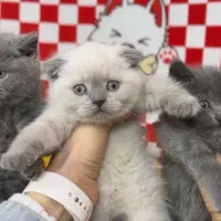 Kitten|گربه|تهران, تهرانسر مرکزی|دیوار