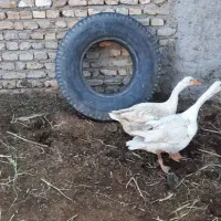 غاز