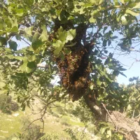 فروش عسل صدرصد طبیعی به شرط|خوردنی و آشامیدنی|پاکدشت, پاکدشت (مامازند)|دیوار