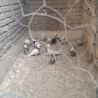 کبوتر طوقی|پرنده|خمینی‌شهر, |دیوار