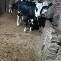 گوساله سیمنتال ماده