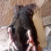 گل سیاه