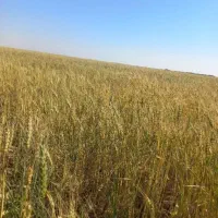 اجاره زمین کشاورزی مرغوب درامیدیه آریک