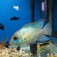 اکواریوم کمری و ماهی|ماهی|دماوند, دماوند|دیوار