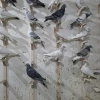 دورگ پلاکی رنگ روشن|پرنده|شیراز, شهرک گلها|دیوار