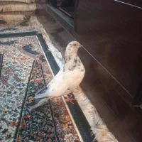 ۱ساعت پیش درجیرفت