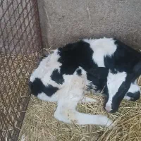 گوساله شیرخوار|حیوانات مزرعه|باقرشهر, |دیوار