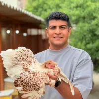 ماکیان زینتی