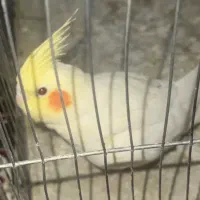 عروس هلندی گمشده در جاده اصفهان