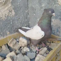 چندتا حیون رنگی