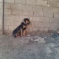 توله سگ دوبرمن|سگ|مرودشت, شهرک مهدیه|دیوار