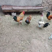 خروس