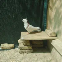 کبوتر