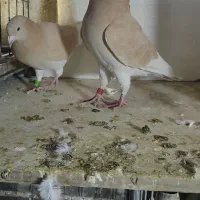 جفت صخریچ زرد پرتقالی