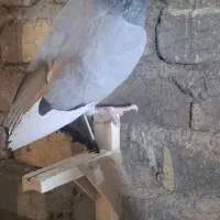 کفتر قره بی خط