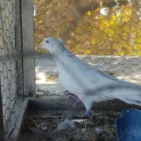 کبوتر پرشی|پرنده|گلپایگان, |دیوار