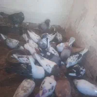 کبوترتهرانی