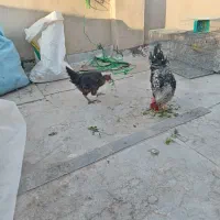 خروس ومرغ بومی وشمالی درجه 1|حیوانات مزرعه|برخوار, |دیوار