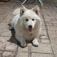 سگ اشپیتز پامرانین