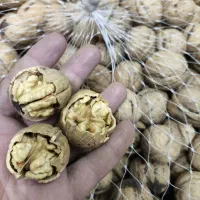 گردو پوست کاغذی چرب|خوردنی و آشامیدنی|قم, صدوق|دیوار