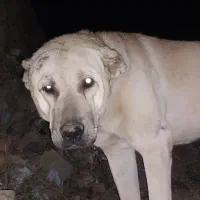 سگ اصل سرابی نر