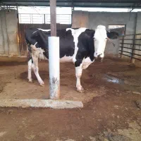 فروش گاو شیری