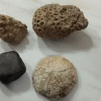 فروش سنگ فسیل|کلکسیون اشیاء عتیقه|تکاب, |دیوار