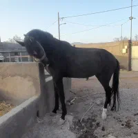 اسب مادیون مشکی آبستن