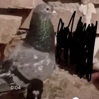 سرور سبز نر