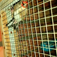 سهره نر|پرنده|کرمان, |دیوار