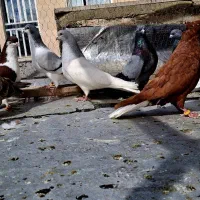 کفتر زیبا
