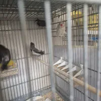 فنچ گلدین|پرنده|سیرجان, |دیوار