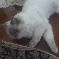 گربه گمشده خانی آباد نو با مژدگانی ۳ میلیون تومانی|گربه|تهران, خانی آباد نو جنوبی|دیوار
