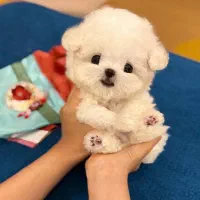 پودلی پو|سگ|تهران, شهرک غرب|دیوار