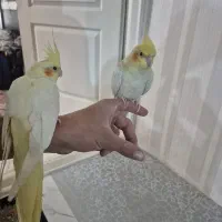 عروس هلندی لوتیتو مولد|پرنده|تهران, ابوذر|دیوار