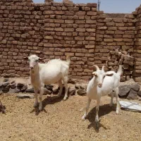 سلام دوستان چبش وشیرمو ابست سانن از  نژاد اصیل