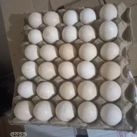 تخم مرغ رسمی تاریخ روز|خوردنی و آشامیدنی|تهران, علم و صنعت|دیوار