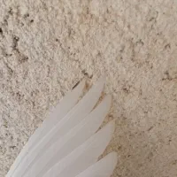 گرفتنی|پرنده|قم, شاه سید علی|دیوار