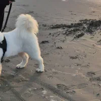 سک سامویید و سه توله از سامویید شیلنو