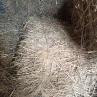 کلش گندم و جو