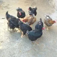 چند عدد مرغ تخمگذار|حیوانات مزرعه|سیوان, |دیوار