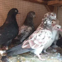 کفتر مفلق تعداد ۱۰طوق آفتاب نخورده