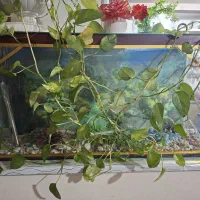 اکواریوم بزرگ|ماهی|مشهد, حسینآباد|دیوار