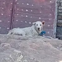 ماده پژدر|سگ|صالح آباد, |دیوار