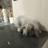 خرگوش بالغ لوپی وجرسی|موش و خرگوش|خواف, |دیوار