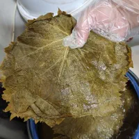 برگ مو تبریز
